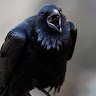 Raven2105