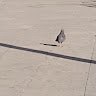 pigeonist