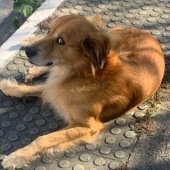 Pedro88311301